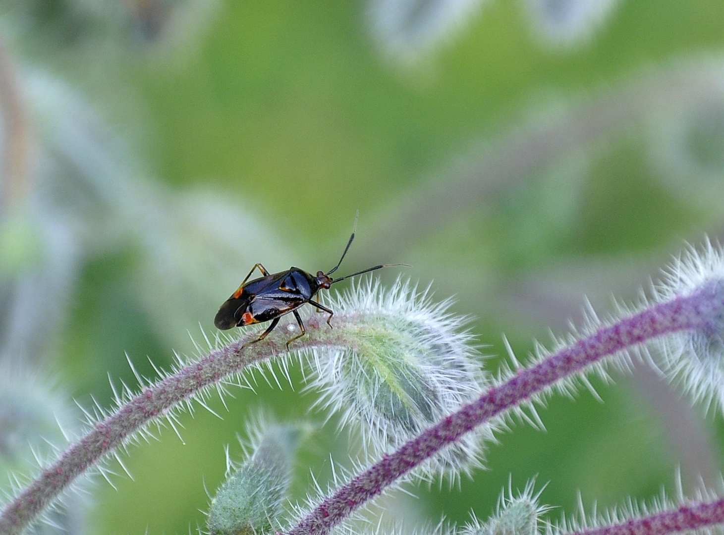 --- Minni- Käfer....---