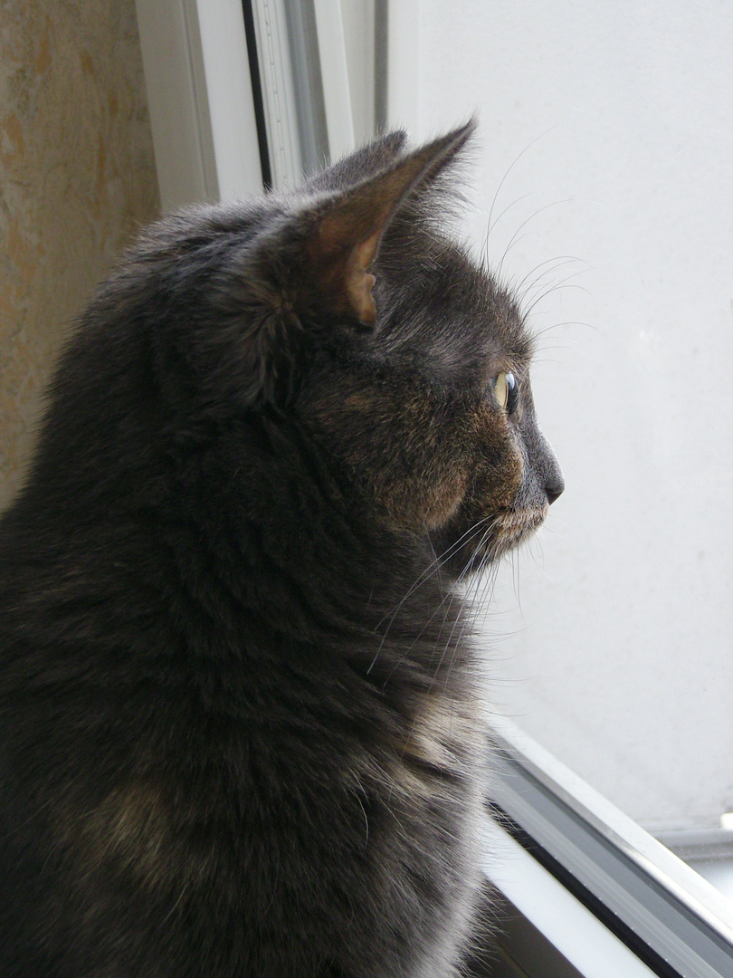 Minni-Profil