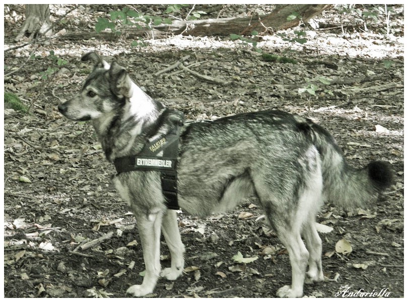 Minnie Im Wald