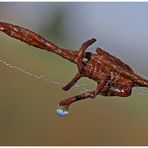 Minniwelt im Wassertropfen