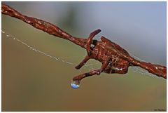 Minniwelt im Wassertropfen