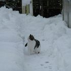 Minny Ostern im Schnee