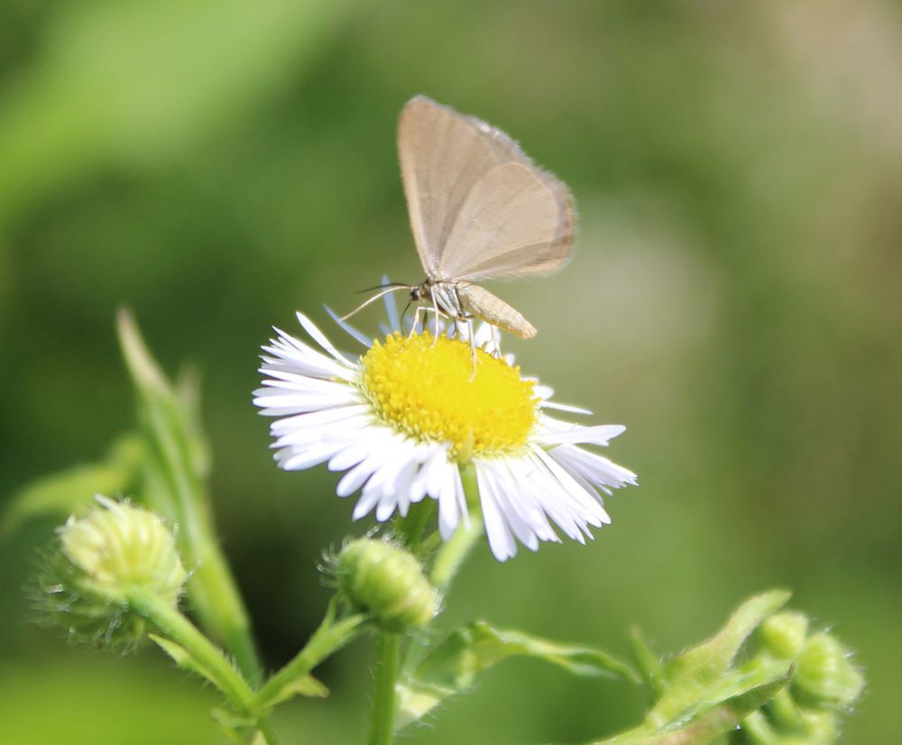 Minoa murinata Foto & Bild schmetterlinge, natur, insekten Bilder auf