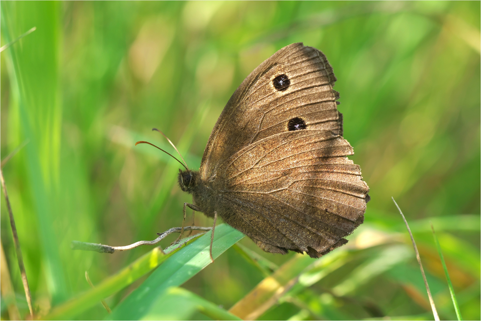 Minois dryas