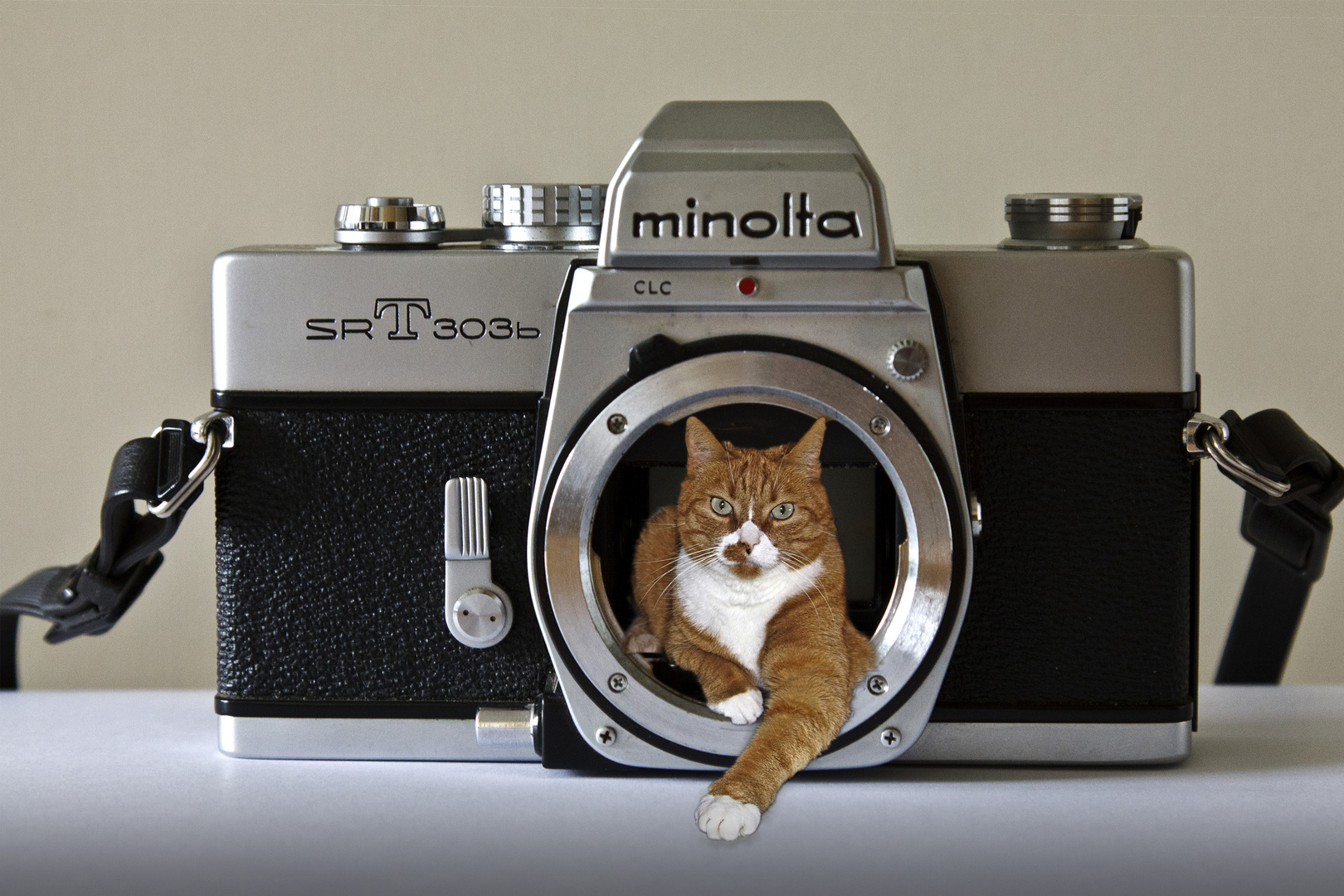 Minolta-Bobby