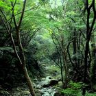 Minoo Forest Park, Japan