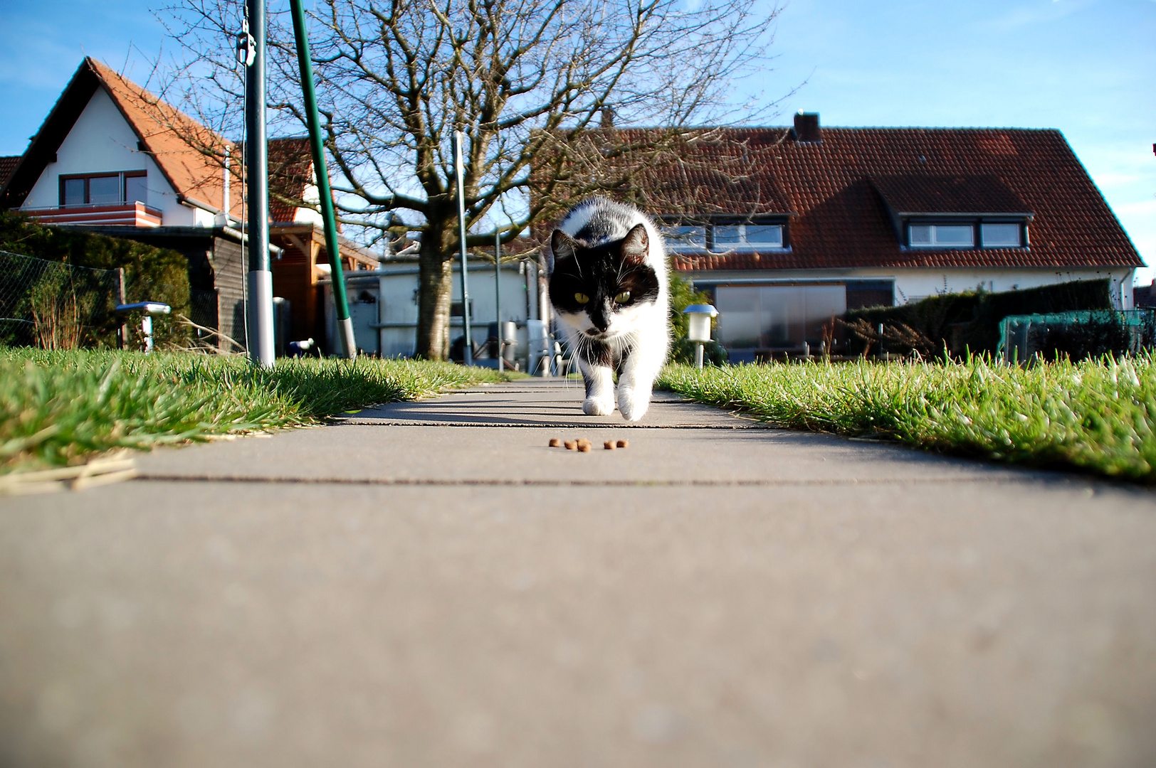 Minou auf Futtersuche