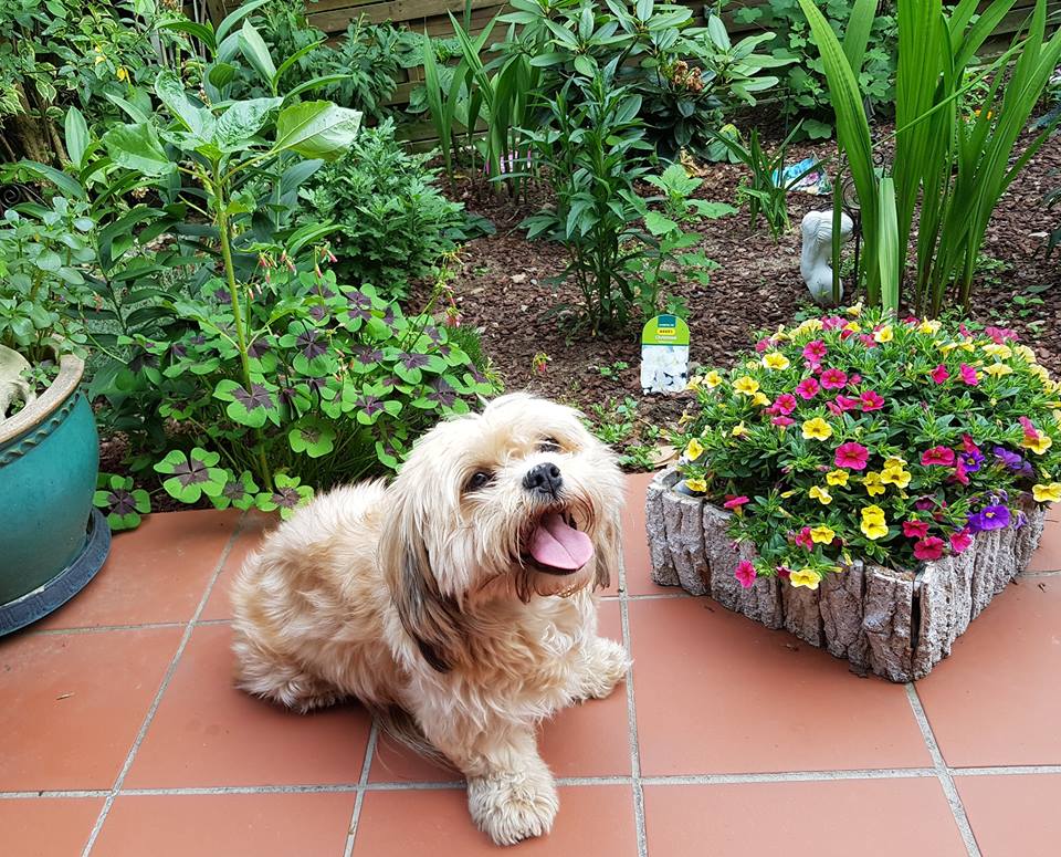 Minou, die Blumenwächterin