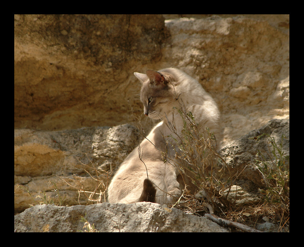 Minou - die Nachbarkatze