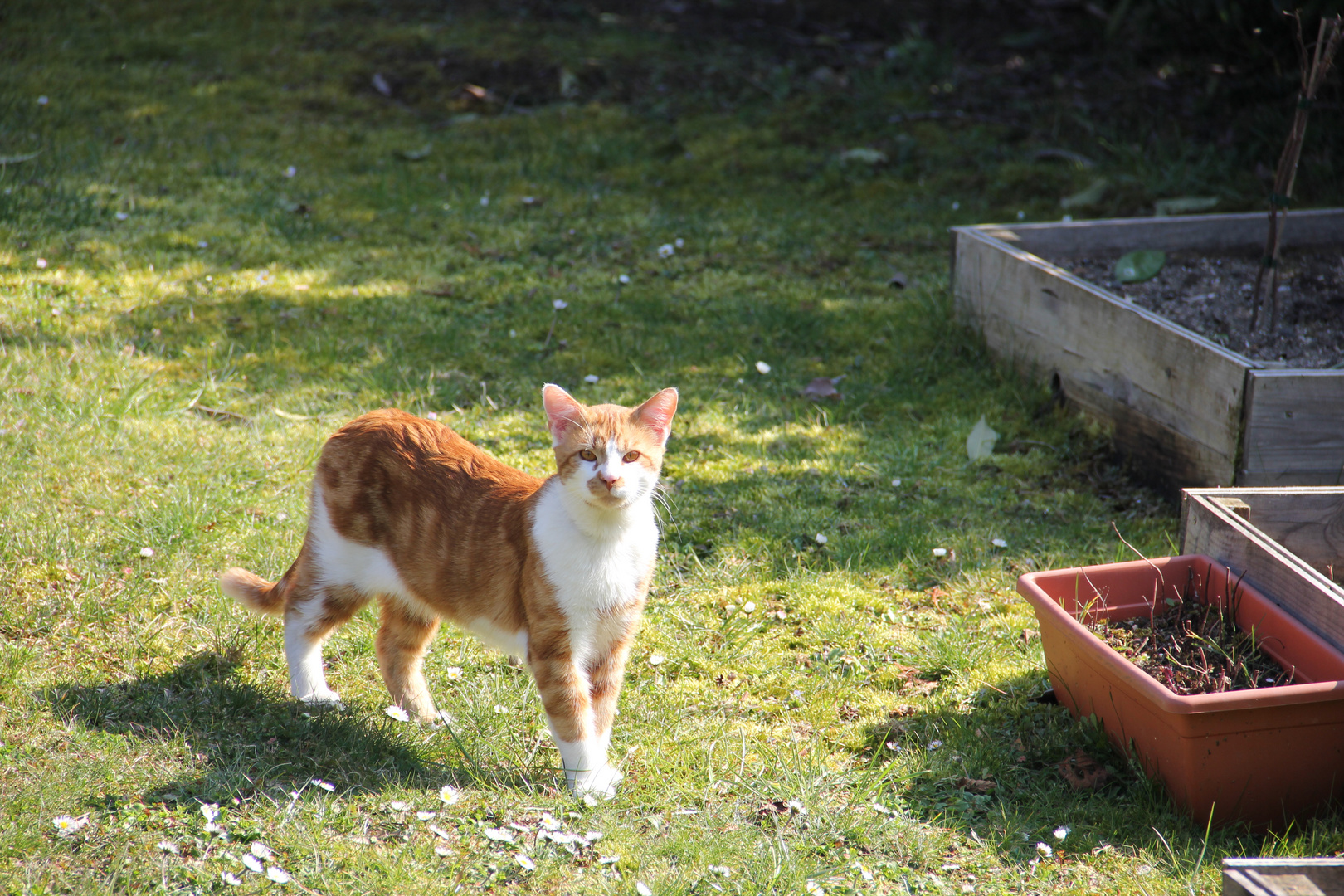 Minou , le petit dernier.