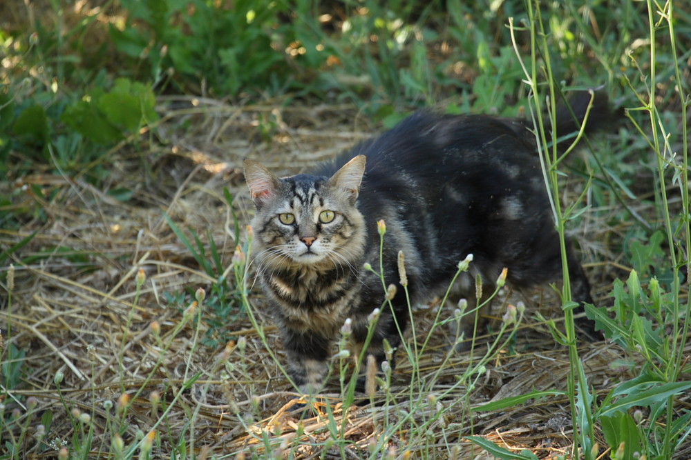 minou minou .. si loin ! 400mm