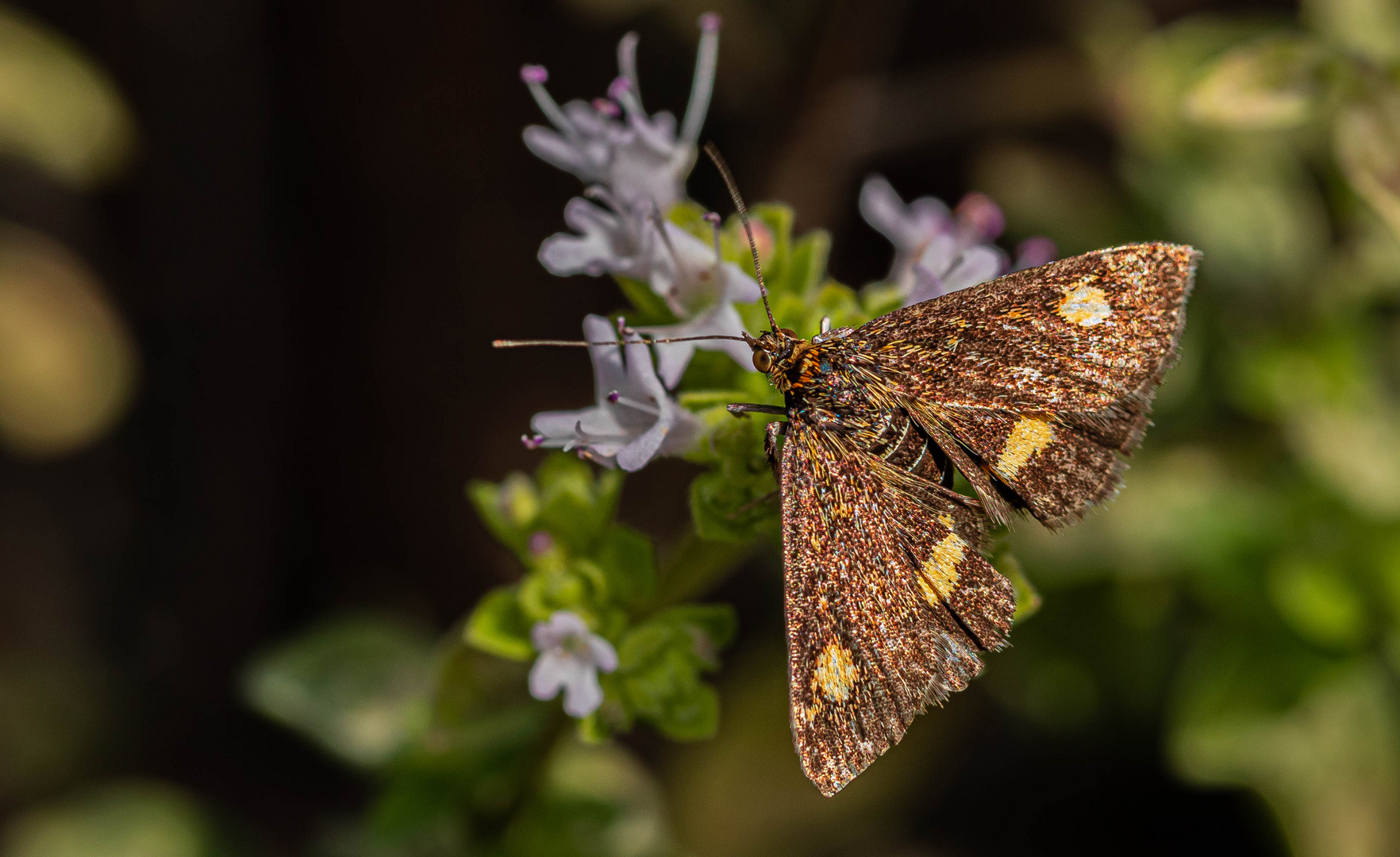 Mint moth - Pyrausta aurata - Goldzünsler