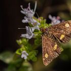 Mint moth - Pyrausta aurata - Goldzünsler