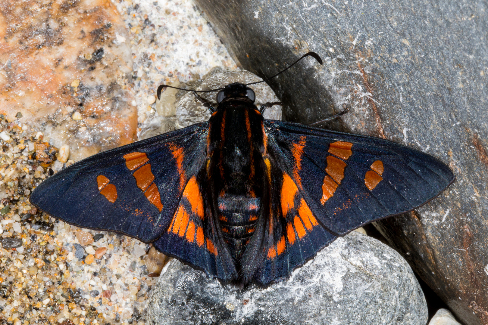 Minthe Skipper (Ardaris minthe)