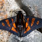 Minthe Skipper (Ardaris minthe)