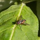 Mintho rufiventris - Raupenfliege ohne deutschen Namen