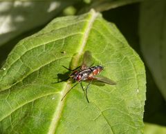 Mintho rufiventris - Raupenfliege ohne deutschen Namen