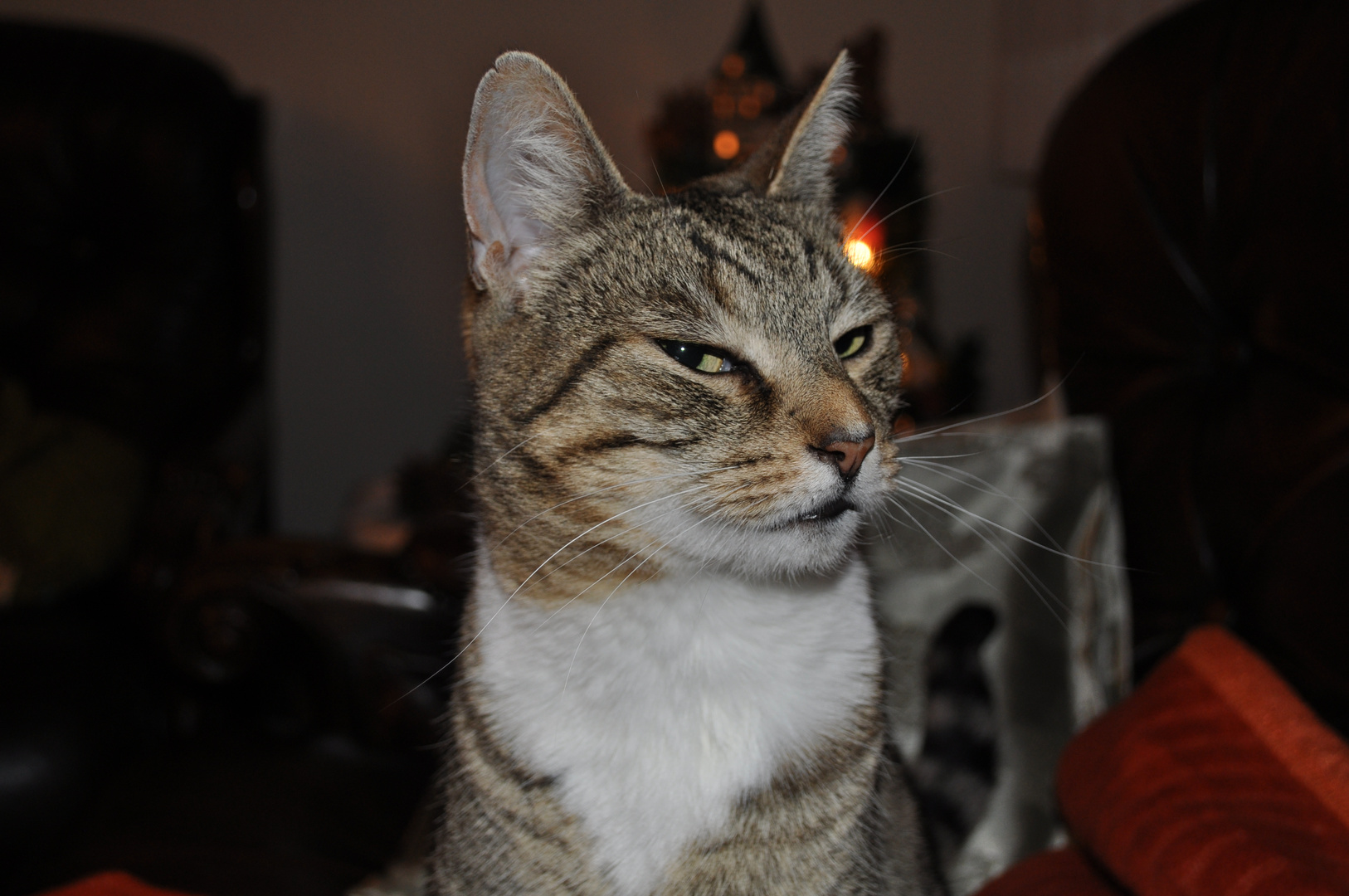 Minu die Diva Foto & Bild tiere, haustiere, katzen Bilder auf