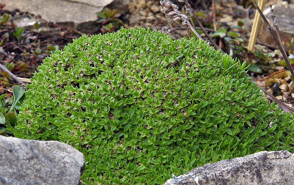 Minuartia stellata in meinem Alpinum