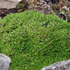 Minuartia stellata in meinem Alpinum