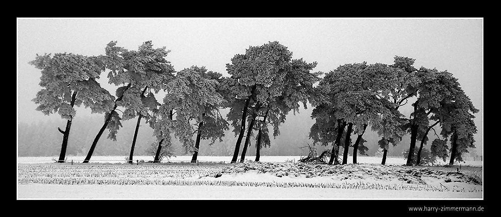 Minus 10 Grad, Rauhreif und Nebel