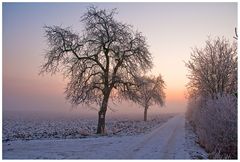 Minus 16 Grad in der Rheinebene