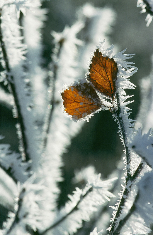 "minus 22° Celsius"