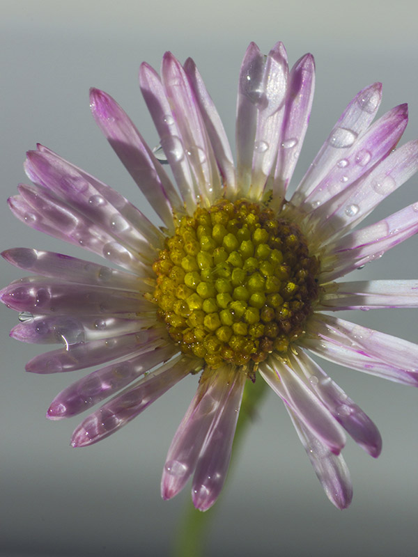 minuscula belleza silvestre