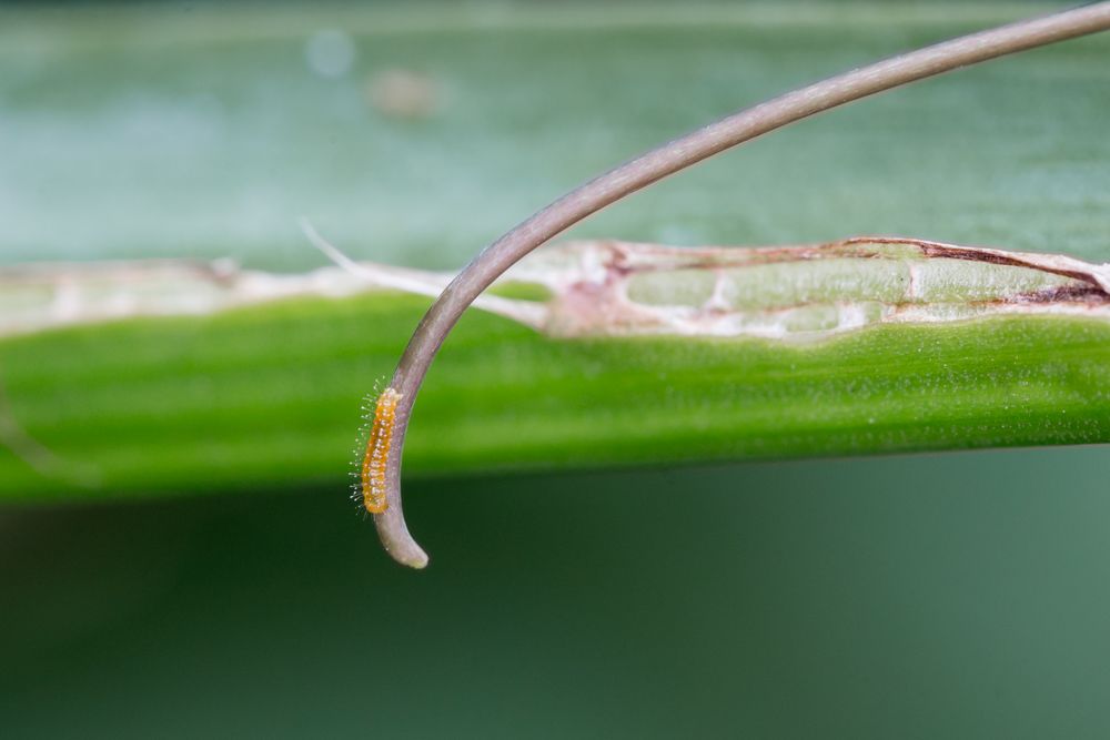 Minuscule chenille de papillon (environ 1cm)