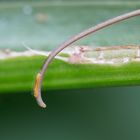 Minuscule chenille de papillon (environ 1cm)