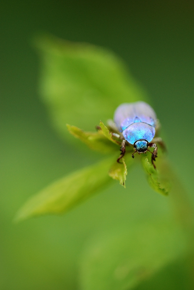 minuscule scarabé