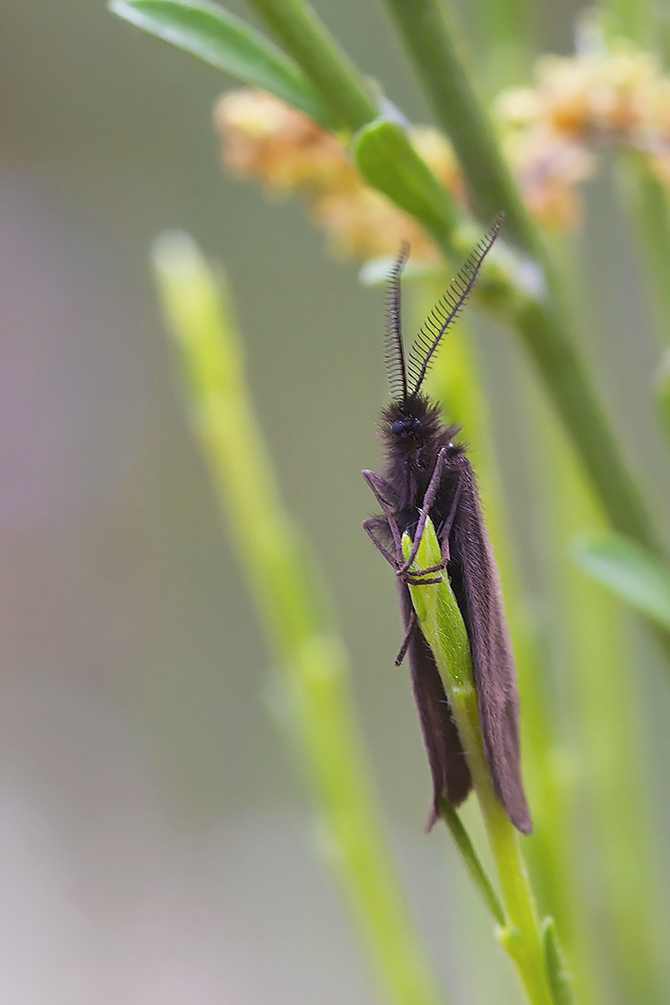 Minuscule sentinelle