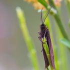 Minuscule sentinelle