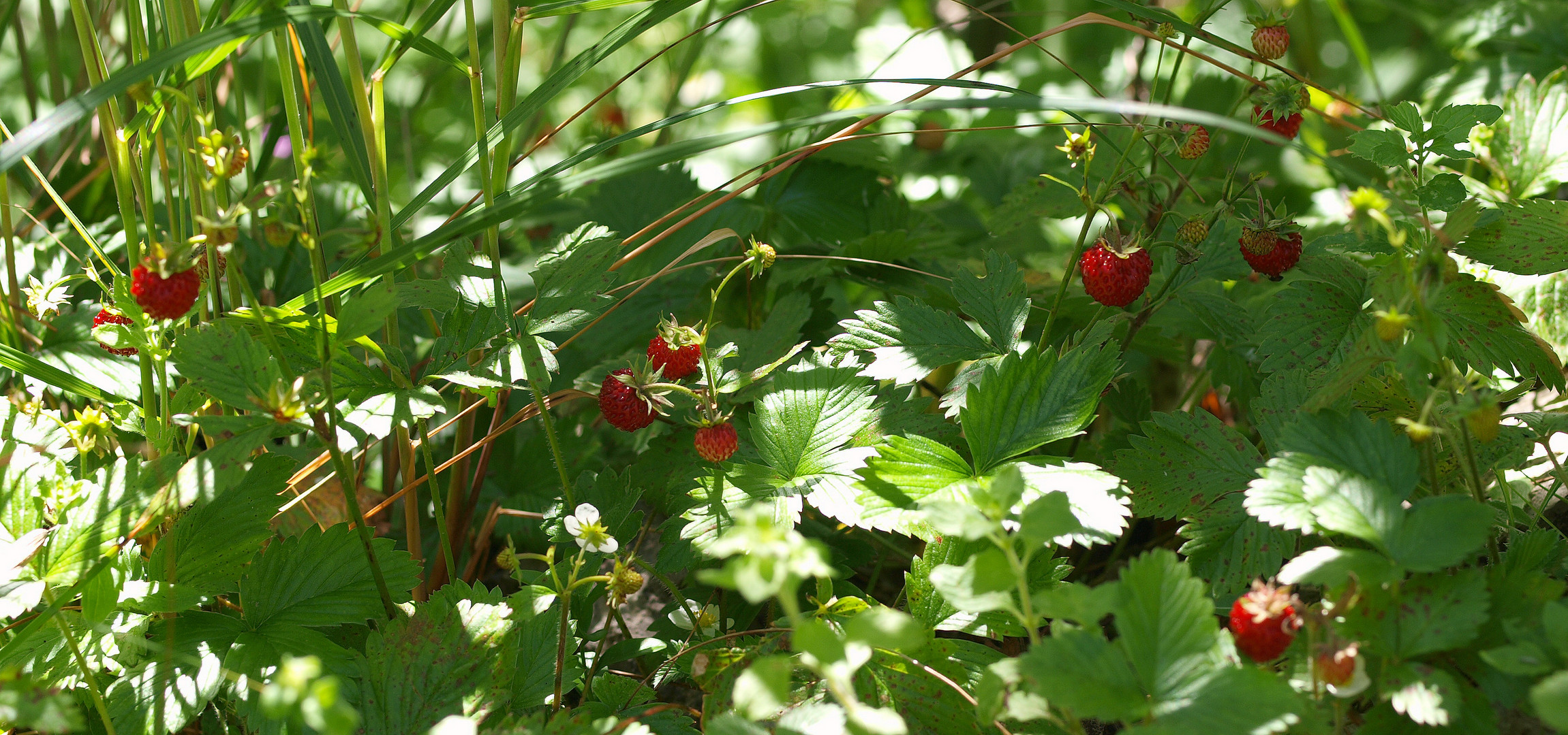 Minuscules gourmandises