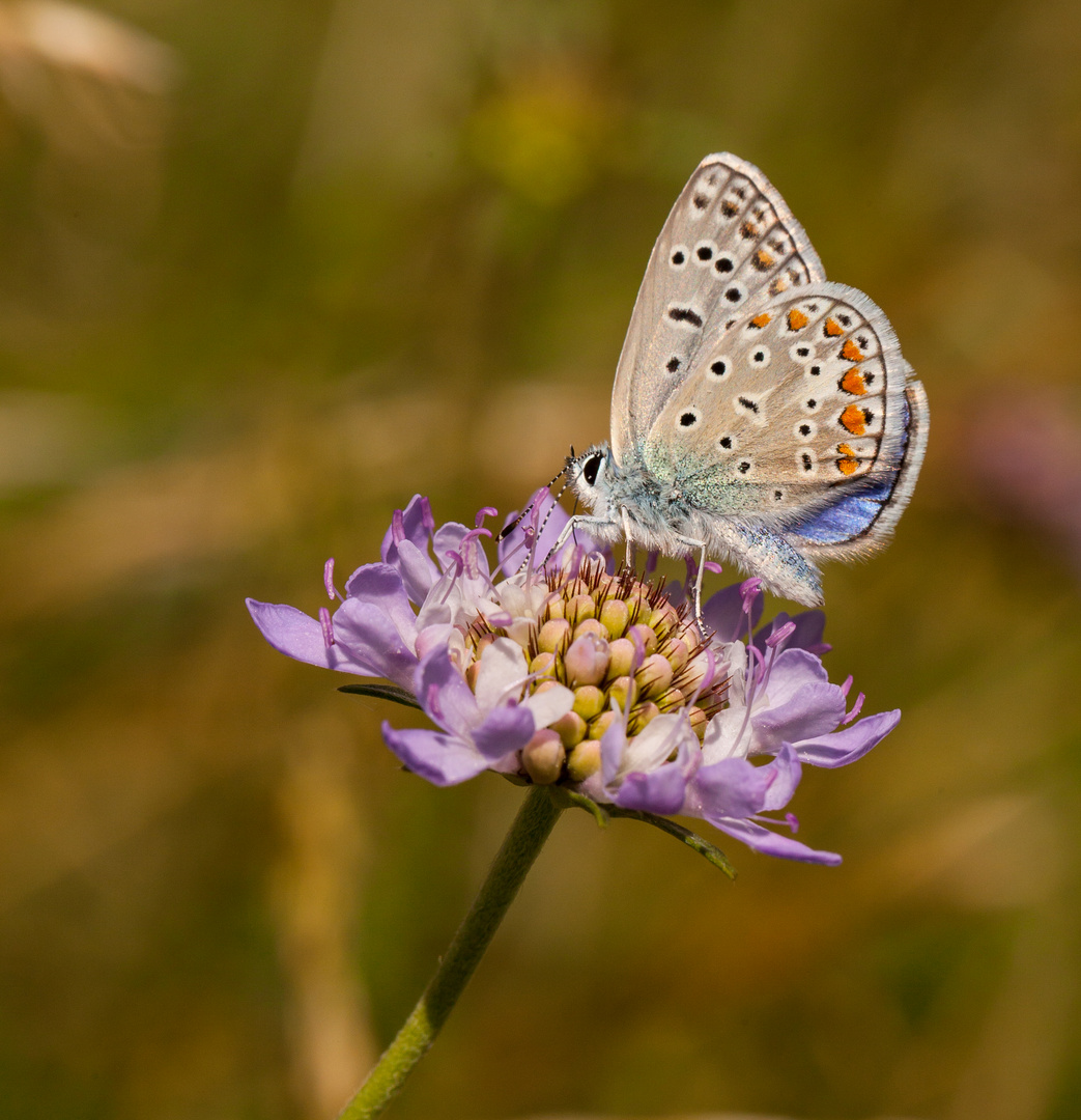 Minute Papillon ...