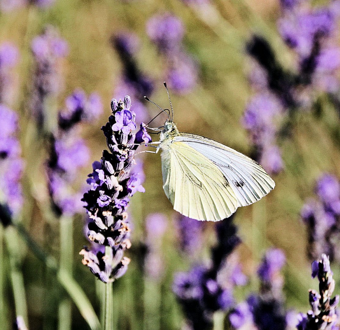 Minute papillon !