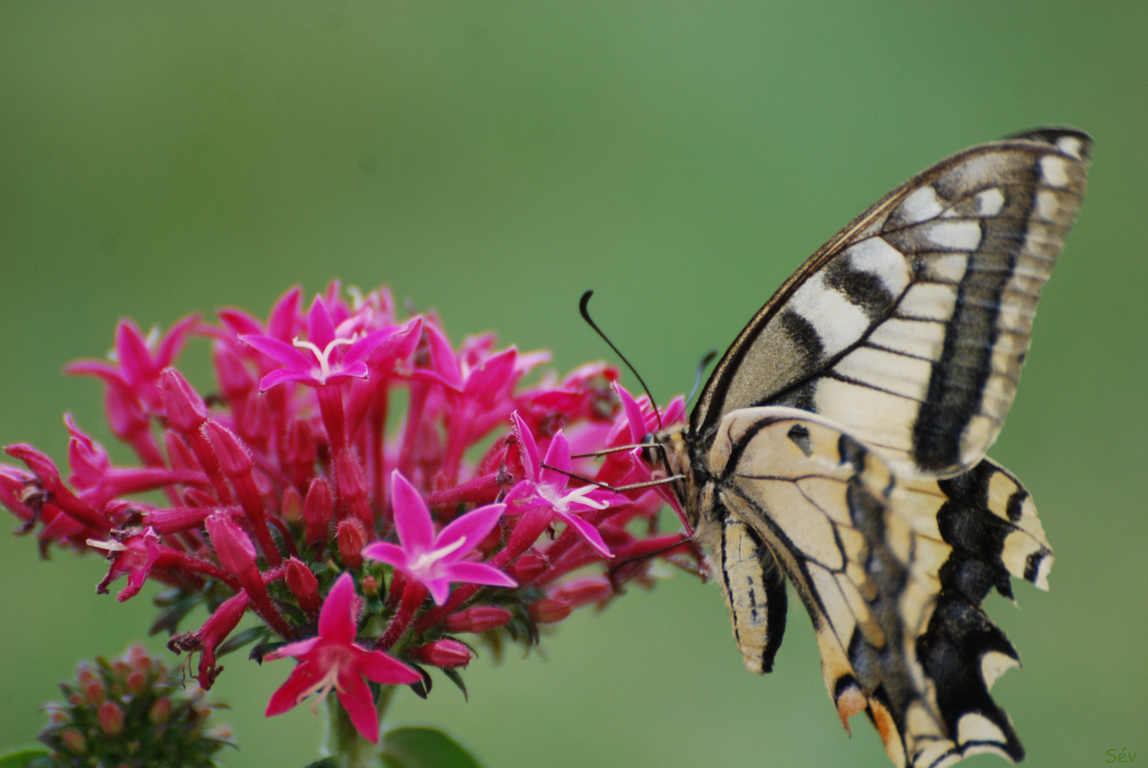 Minute papillon