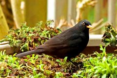 Minuten später war der Blumenkübel umgegraben