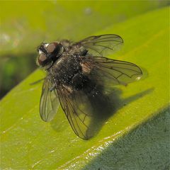 Minutenlange Paarung von (Raupen-?) Fliegen