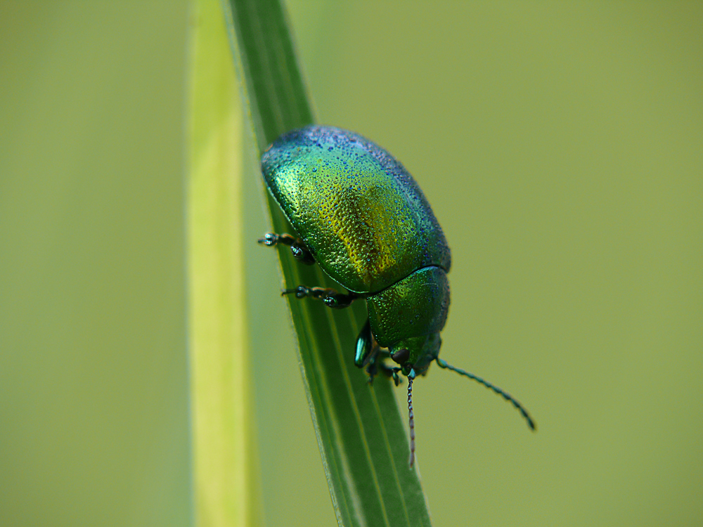 Minzblattkäfer