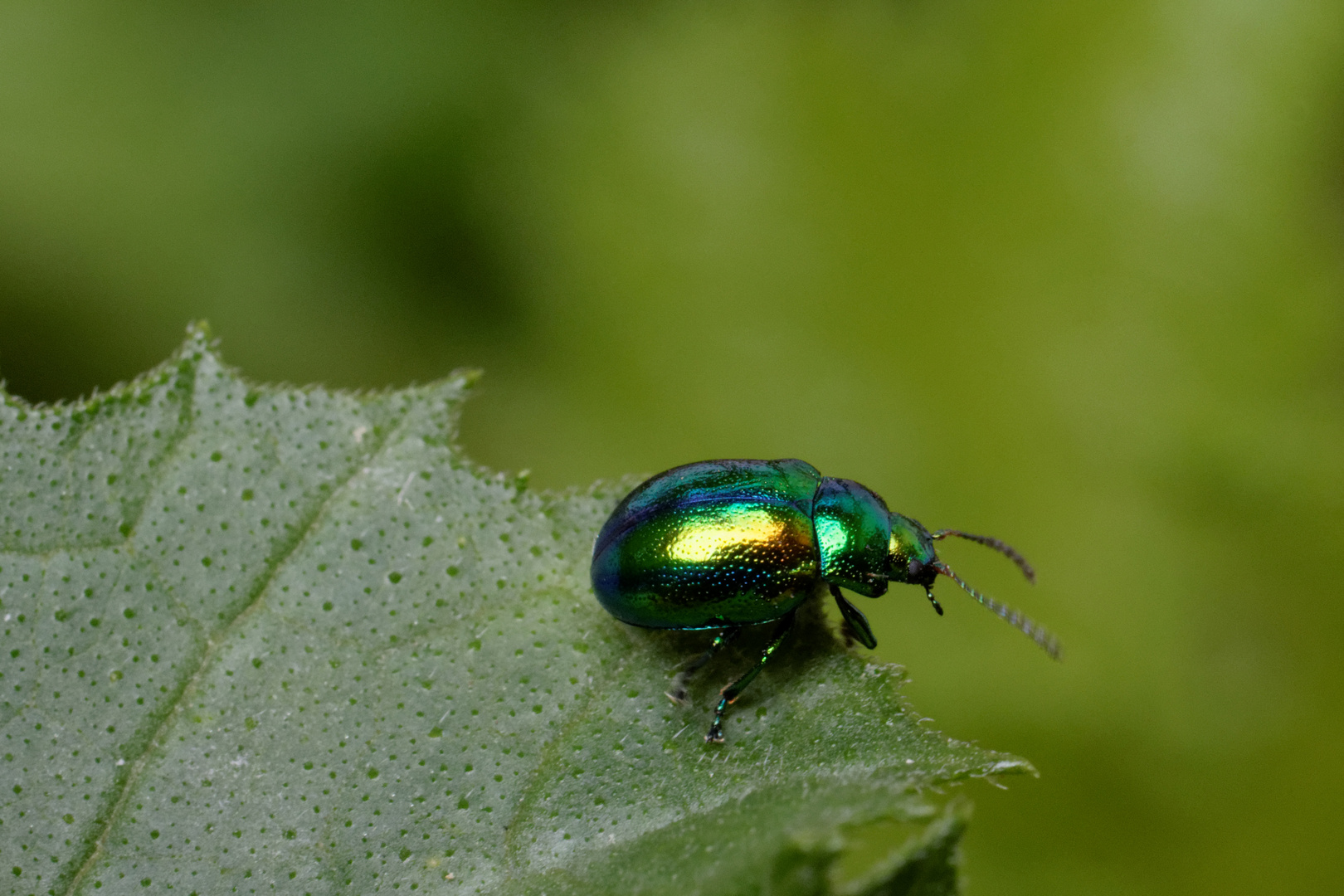 Minzblattkäfer (Chrysolina herbacea)