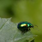 Minzblattkäfer (Chrysolina herbacea)