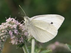 Minze - Blüten....