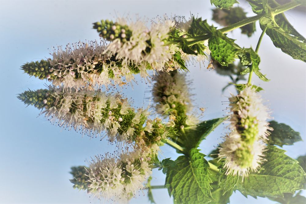 Minze in Bluete... Foto & Bild projekte, dienstag ist spiegeltag, thementage Bilder auf