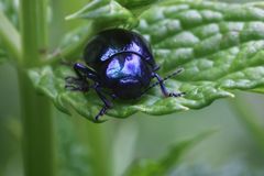 Minzeblattkäfer (Chrysolina herbacea)