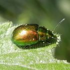 Minzeblattkäfer (Chrysolina herbacea) beim Futtern