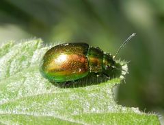 Minzeblattkäfer (Chrysolina herbacea) beim Futtern