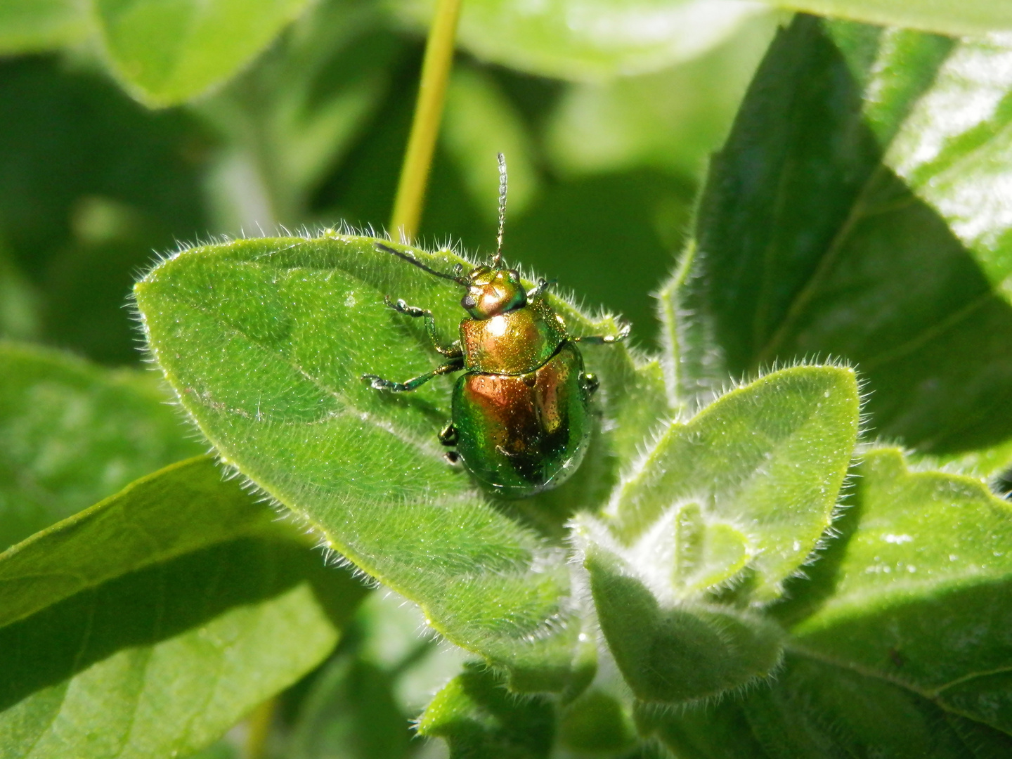 Minzeblattkäfer (Chrysolina herbacea) - Ein farbenkräftiger Bursche