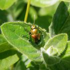 Minzeblattkäfer (Chrysolina herbacea) - Ein farbenkräftiger Bursche