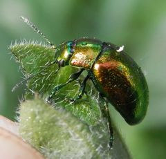 Minzeblattkäfer (Chrysolina herbacea) haut ab